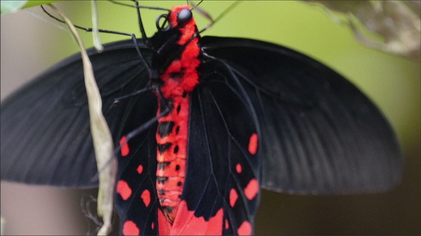 Red and Black Butterfly Hanging on the Branch