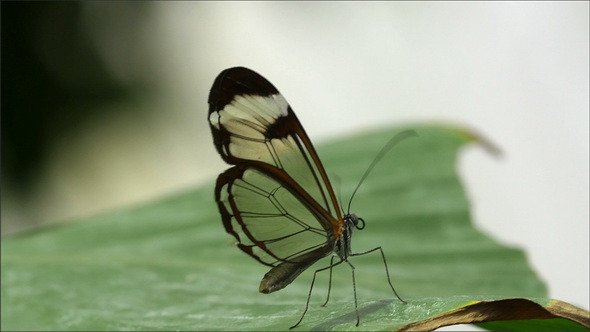 A Bown and Transparent Wing Butterfly