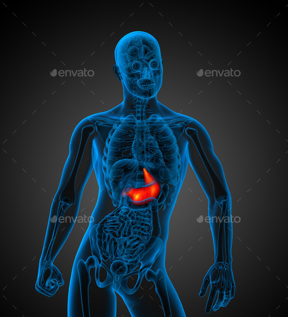 3d render medical illustration of the human stomach