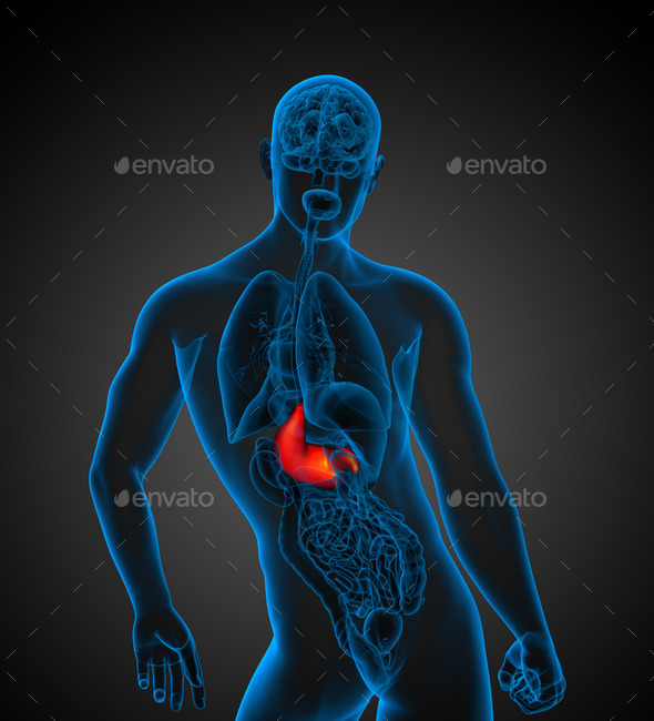 3d render medical illustration of the human stomach