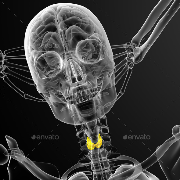 3d render medical illustration of the thyroid gland