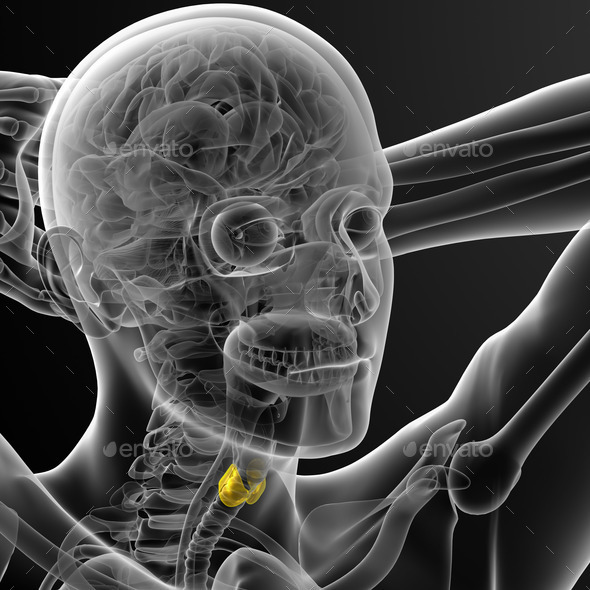 3d render medical illustration of the thyroid gland