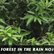 Forest in Rain No.1 - VideoHive Item for Sale