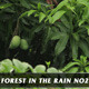 Forest in Rain No.2 - VideoHive Item for Sale