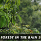 Forest in Rain No.3 - VideoHive Item for Sale