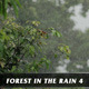 Forest in Rain No.4 - VideoHive Item for Sale