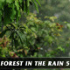 Forest in Rain No.5 - VideoHive Item for Sale