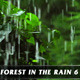 Forest in Rain No.6 - VideoHive Item for Sale