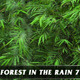 Forest in Rain No.7 - VideoHive Item for Sale