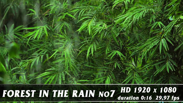 Forest in Rain No.7 alt