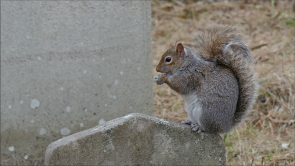 A Tiny Squirrel Munching a Peanut 