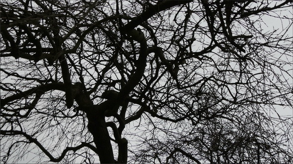The Branches of the Leafless Tree