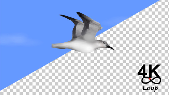Realistic Seagulls