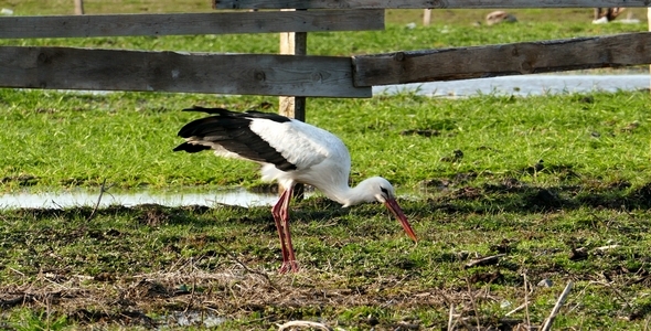 Stork 2 alt