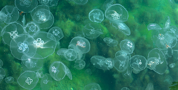 Large Group of Jellyfish in Water