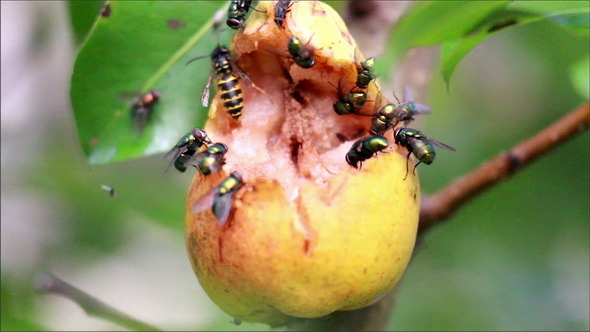Bees and Flies Flocking on Rotten Fruit
