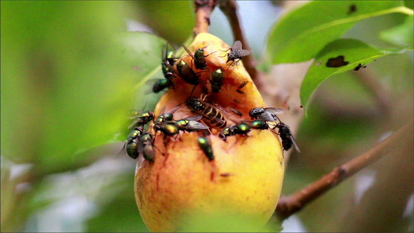 Large Flies and a Bee Flocking at the Rotten Fruit