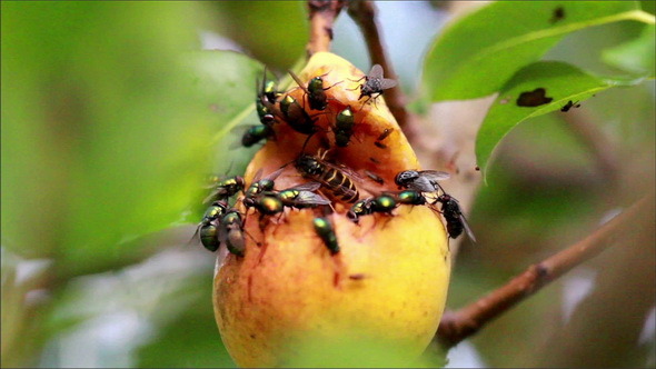 Large Flies and a Bee Flocking at the Rotten Fruit, Stock Footage ...