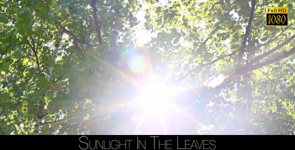 Sunlight In The Leaves 14 alt