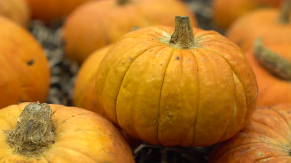 A Lot of Orange Pumpkin Closeup Stand Paning Fair Exhibition in Autumn Season  alt