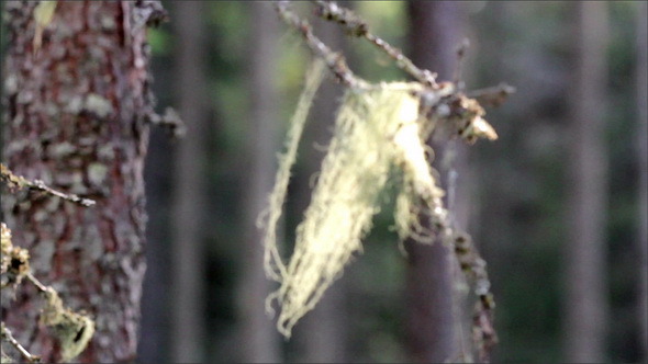 Close Image of a Hay Stuck in the Tree Branch