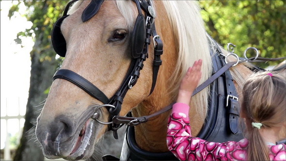 Little Girl Wearing Pink Blouse Petting a Horse