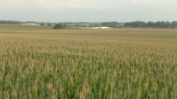 Cornfield, Field Of Dreams alt