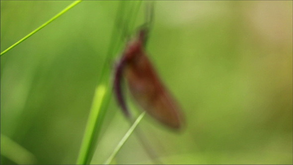 Dragonfly Sticking to the Grass Stalks