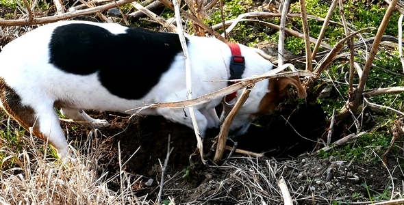 Jack Russell Terrier Digging a Hole in the Land 4 alt