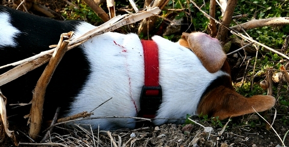 Jack Russell Terrier Digging a Hole in the Land 5 alt