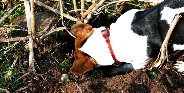 Jack Russell Terrier Digging a Hole in the Land 8 alt