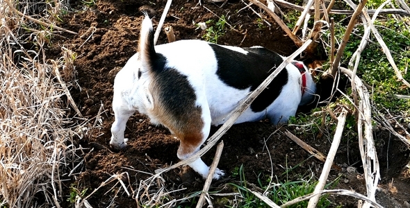 jack russell digging
