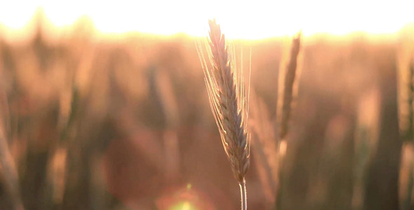 Cereal Spikelet At Sunset