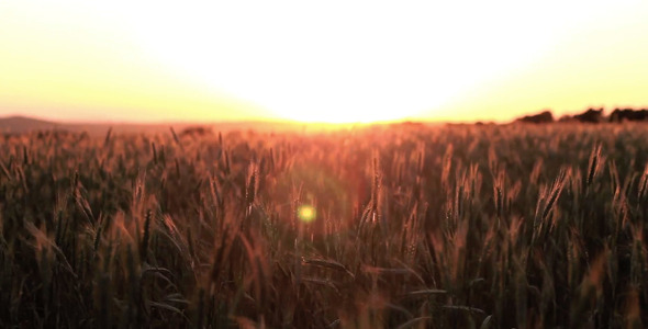 Cereal Field Sunset