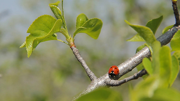 Ladybug