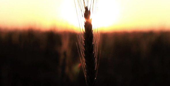 Spikelet And Sun Flare