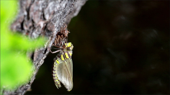 Dragonfly Moth on Top of the Tree Trunk