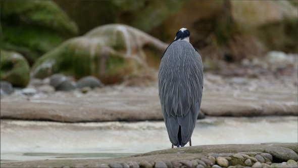 A Gray Heron Standing on the Rock