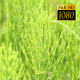 Field Grass Background - VideoHive Item for Sale