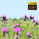 Wild Flowers On The Field - VideoHive Item for Sale