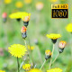 Wild Flowers On The Field 2 - VideoHive Item for Sale