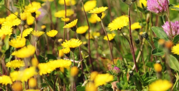 Spring Meadow With Yellow Flowers alt