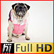 Pug Dog Looking into Distance Wearing Ski Costume - VideoHive Item for Sale