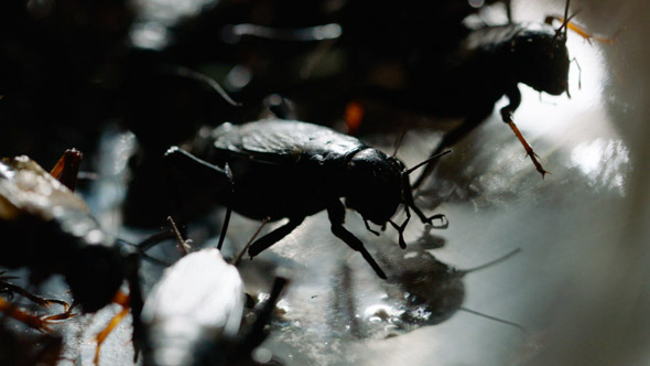 Black Crickets Insects Crawling by huss007 | VideoHive