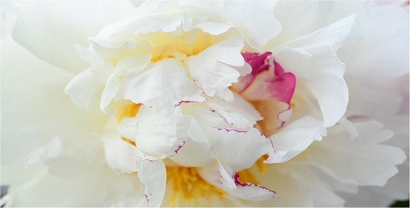 Peonies alt