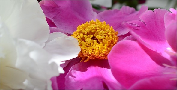 Peonies 7 alt