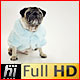 Pug Dog in Glamorous Baby Blue Fur Coat - VideoHive Item for Sale