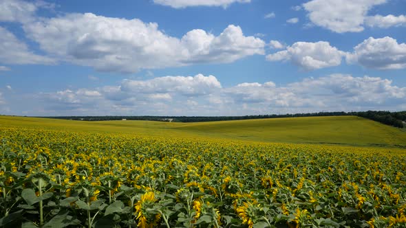 A Large Field of Blooming Sunflower