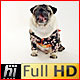 Pug Dog Wearing Black Japanese Kimono - VideoHive Item for Sale