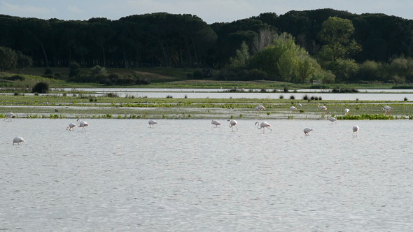 Flamingo and Waders in Pond or Marsh alt